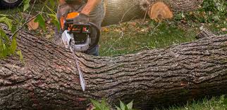 Best Arborist Consultation Services  in Belle, MO