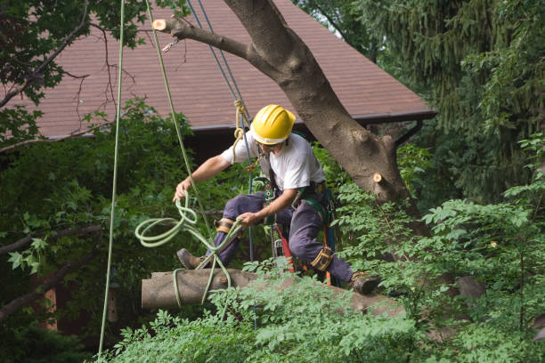 How Our Tree Care Process Works  in  Belle, MO