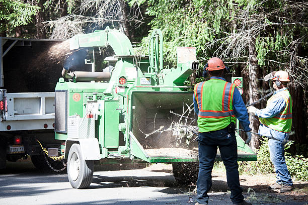 Best Tree Disease Treatment  in Belle, MO