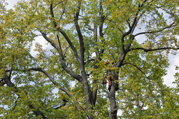 Best Root Management and Removal  in Belle, MO